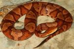 Copperhead September 2012.