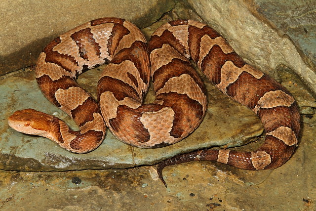 Gravid Copperhead September 2012.