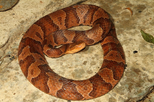 Copperhead September 2012.