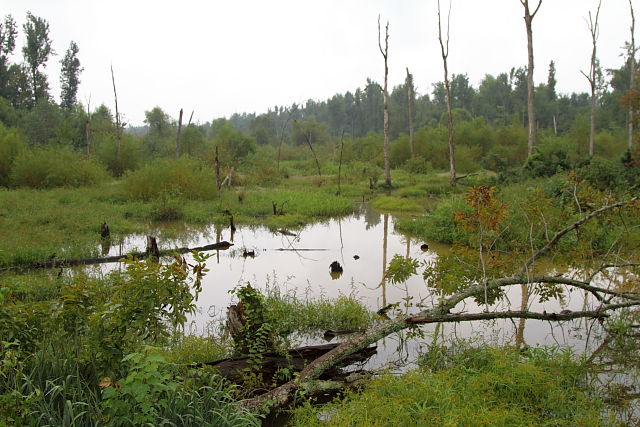 A West Kentucky Swamp September 2012.