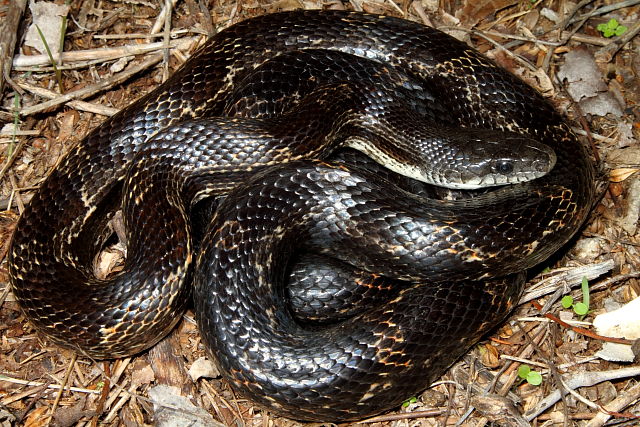 Rat Snake From Fulton County, KY September 2012.