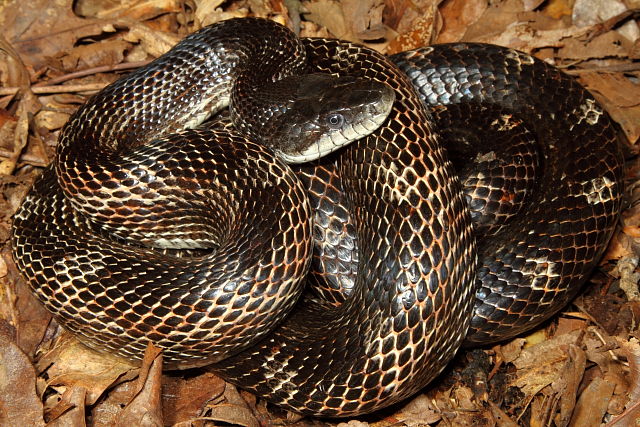 Cave Region Rat Snake September 2012.