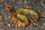 Baby Cottonmouth Crossing Road September 2012.