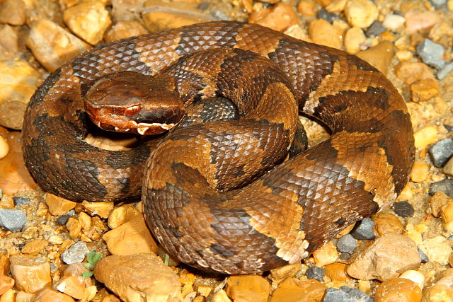 Graves County Cottonmouth September 2012.