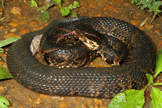 Hickman County Cottonmouth September 2012.