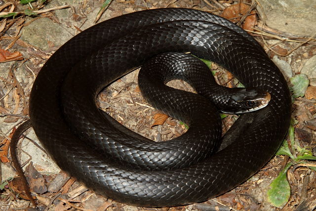 Black Racer Found September 2012.