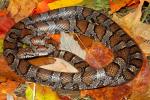 Milksnake Found In Casey County October 2012.