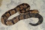 Baby Timber Rattlesnake Found October 2012.