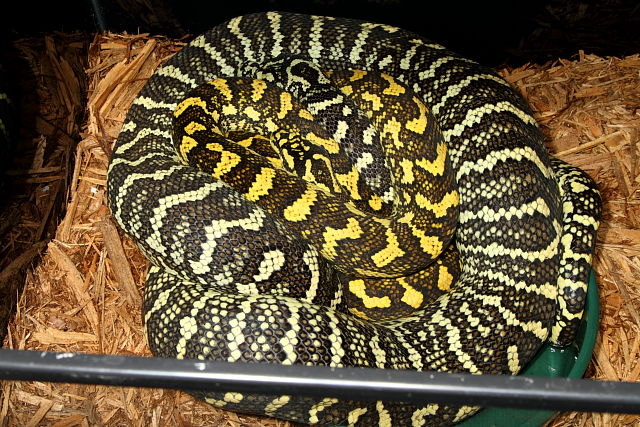 JCP Co-Dom Morph Breeder Pair November 2012. Small Male With Sub-Adult Coloration.