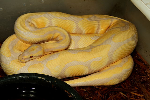 Lavendar Albino Female November 2012.