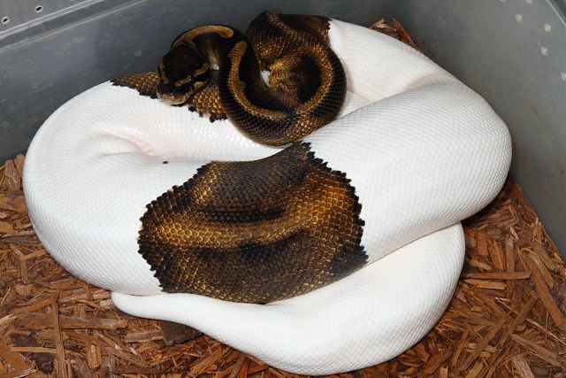 Piebald Ball Python Female Breeder November 2012.