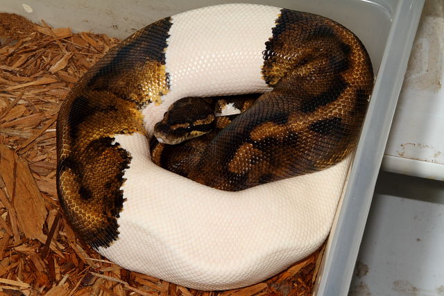 Piebald Ball Python Male Breeder November 2012.