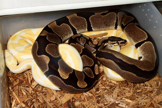 Tiger 100% Het Albino PH Snow Paradox Line X Albino Tiger PH Snow Paradox Line November 2012.