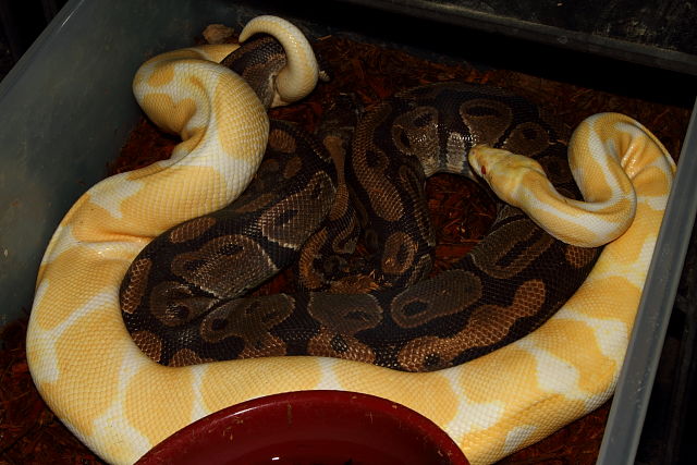 Male Albino Banded X Het Albino November 2012.