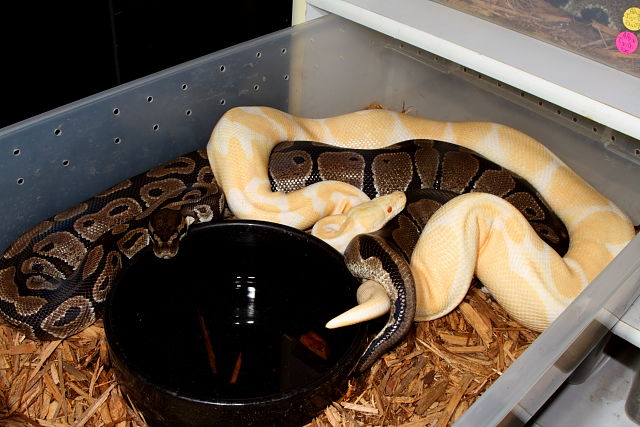 Paradox Albino Producing Pair Breeding 2 December 2012.