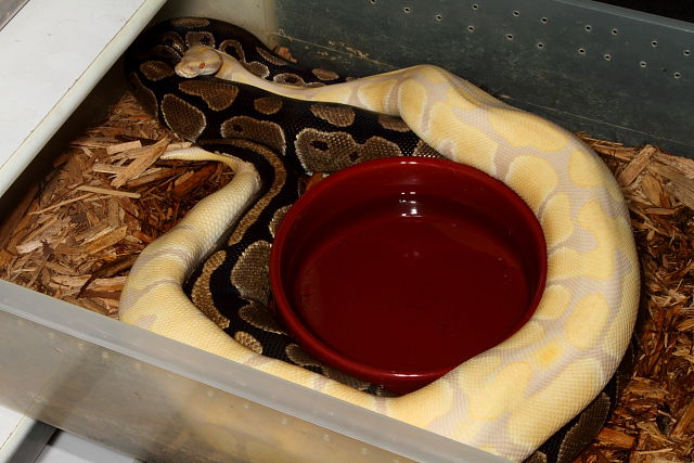 Lavendar Albino Male Breeds Normal Female 6 December 2012.