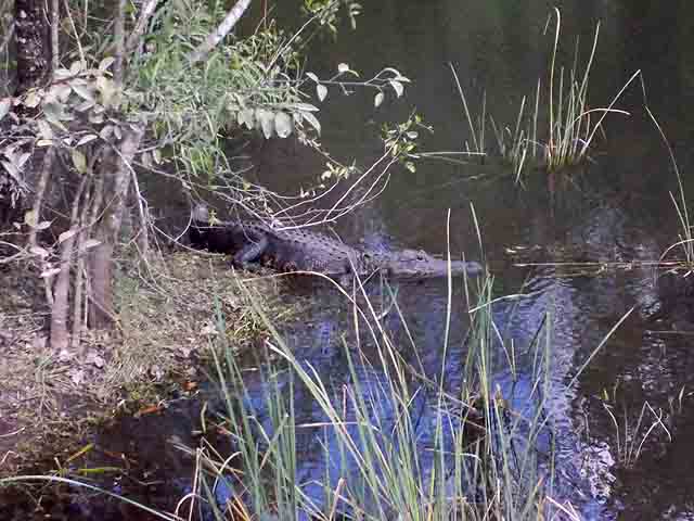 Alligator Basking.