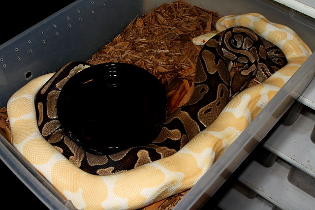 Albino Tiger Poss Het Snow Paradox Line Breeds 100% Het Albino 50% Poss Het Snow Paradox Line February 2013.