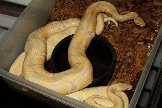 Lavendar Albino Pair Breeding 24 Feb 2013.