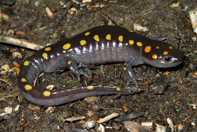 Spotted Salamander Hopkins County 2013.