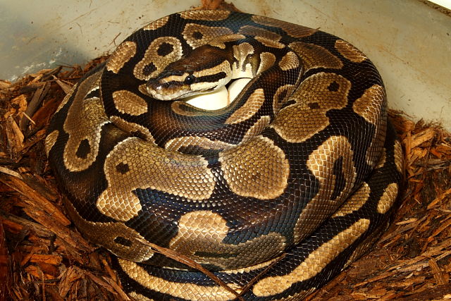 2013 Ball Python Clutch #1 Laid 1 April. Lavander Albino X Poss Het Axanthic.