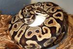 2013 Ball Python Clutch #3 Laid 3 April. Yellowbelly X Yellowbelly.