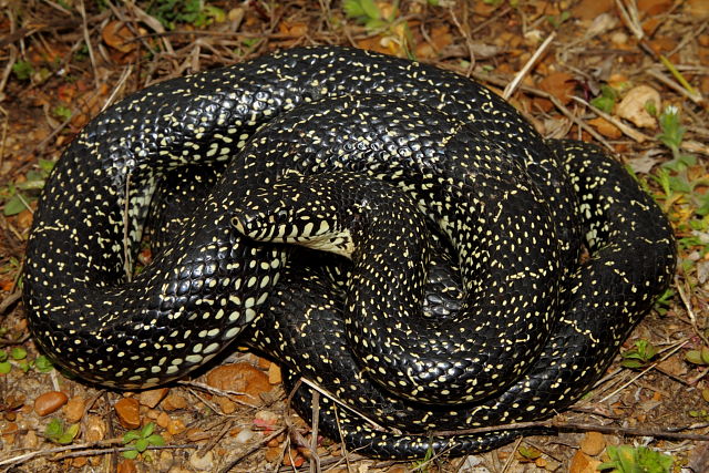 Black King X Speckled King Intergrade From Carlisle County April 2013.