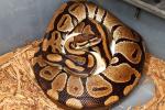 2013 Ball Python Clutch #4 Laid 8 April. Paradox Albino Male X 100% Het Albino Female. 