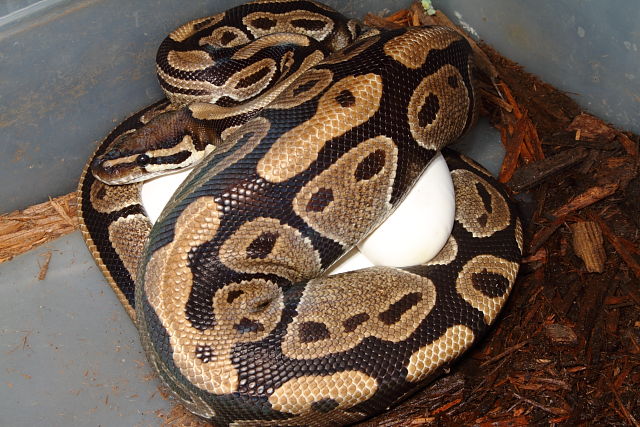 2013 Ball Python Clutch #5 Laid 15 April. Albino Tiger X 100% Het Albino.