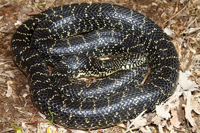 Black X Speckled Kingsnake Intergrade Fulton County April 2013.