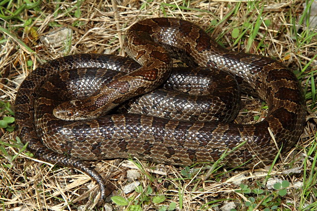 Prairie Kingsnake Jefferson County Female 15 April 2013.