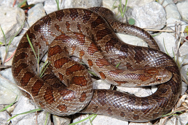 Prairie Kingsnake Jefferson County Male 15 April 2013.