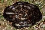 Rat Snake Jefferson County April 2013.