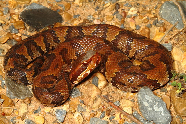 Cottonmouth Marshall County 15 April 2013.