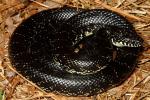 Black Kingsnake Meade County Female 1 Found 21 April 2013.