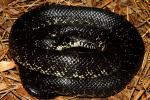 Black Kingsnake Meade County Female 2 Found 21 April 2013.