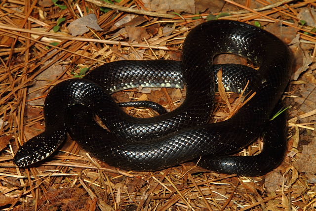 Black Kingsnake Meade County Male 21 April 2013.