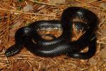 Black Kingsnake Meade County Male 21 April 2013.