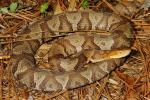 Copperhead Found In Meade County 21 April 2013.