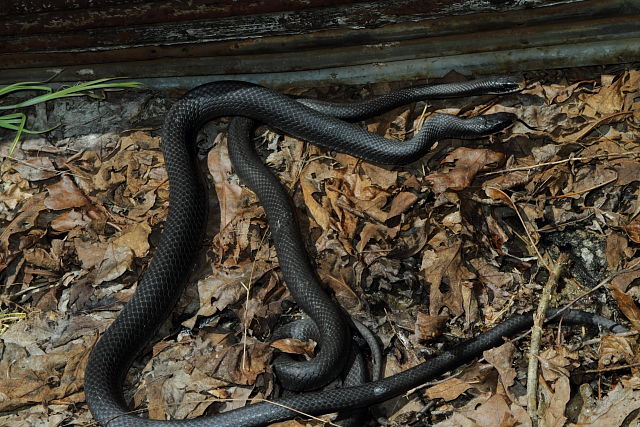 Black Racers In-Situ Casey County 2013.