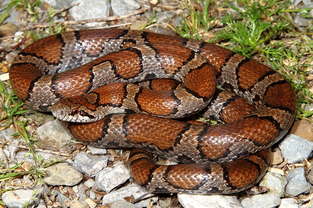 Milk Snake Found In Casey County 2013.