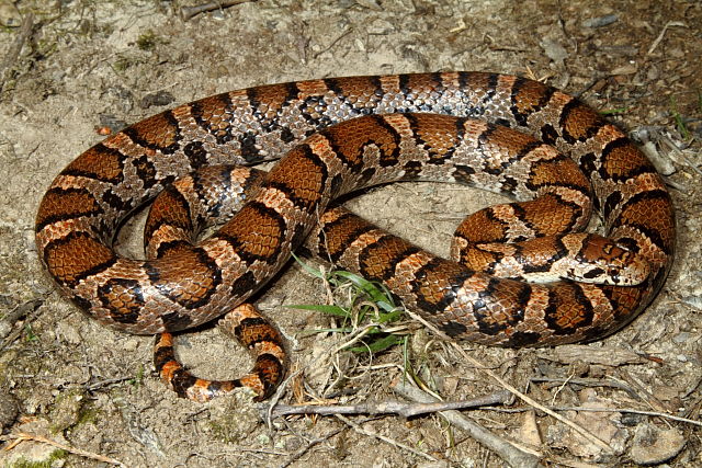 Milk Snake Found In Casey County 2013.