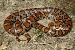 Milk Snake Found In Casey County 2013.