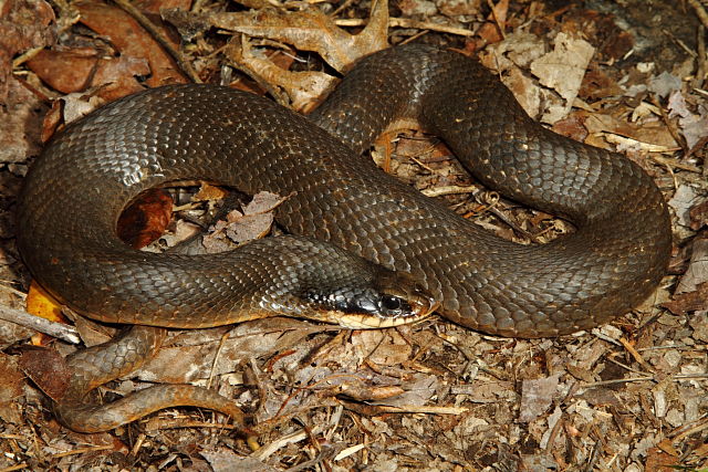 Eastern Hognose Snake Edmonson 2013.