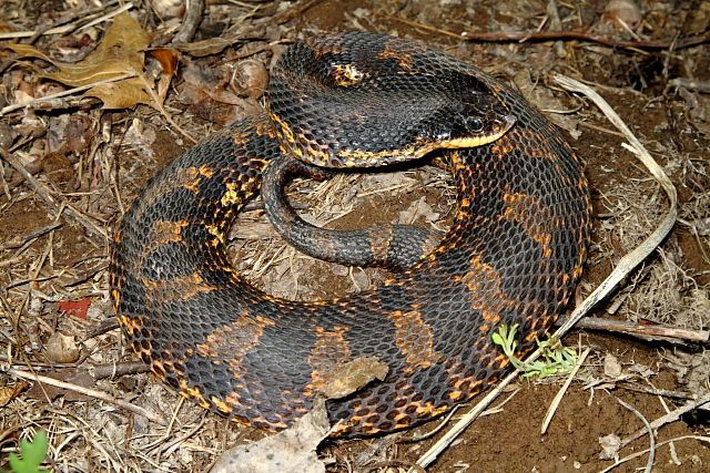 Eastern Hognose Snake Hart 2013.