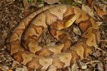 Copperhead Edmonson County 2013.