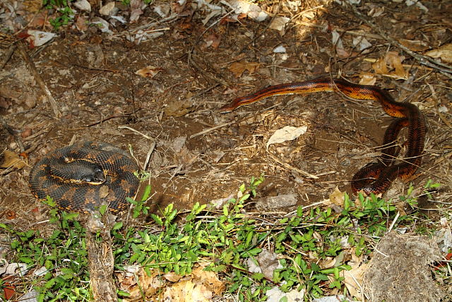 Hog And Corn In-Situ April 2013.