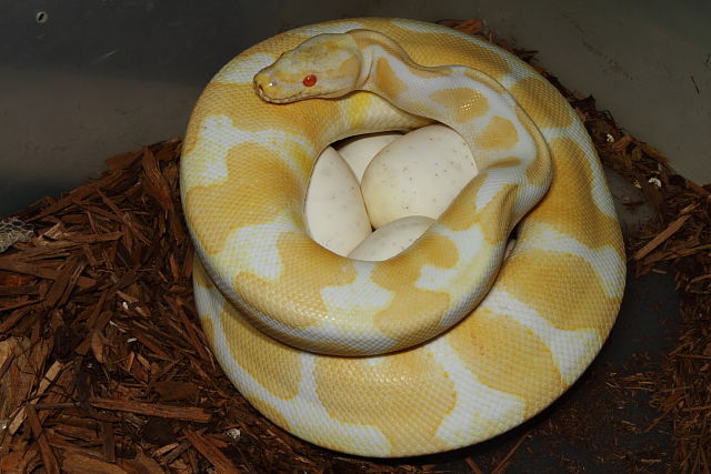 2013 Ball Python Clutch #6. Albino Banded X Pied Laid 26 April 2013.