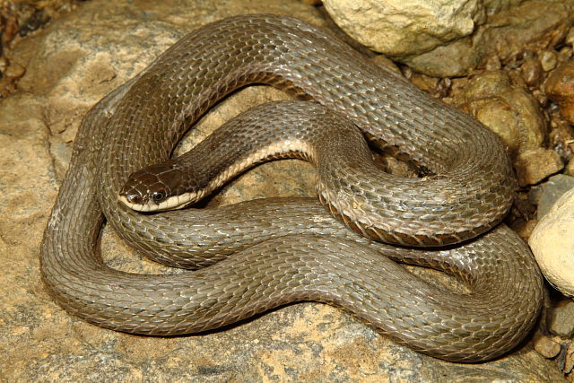 A Queen Snake From Trimble County, KY April 2013.