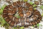 Clark County Milk Snake 2013.